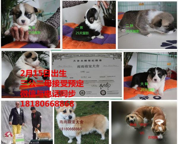 柯基犬多少钱
