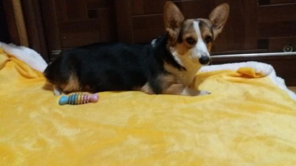 狗妈妈