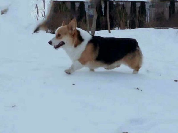 狗爸爸