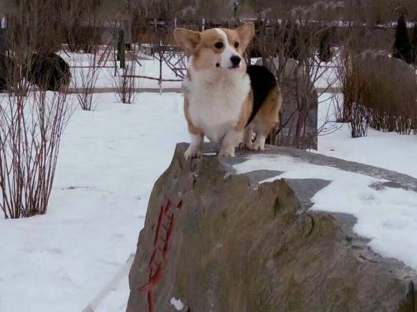 狗爸爸