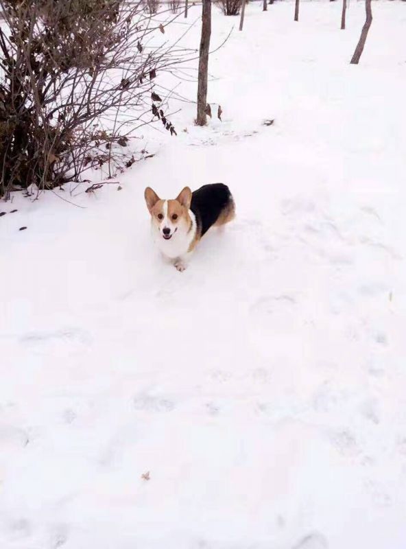 狗爸爸