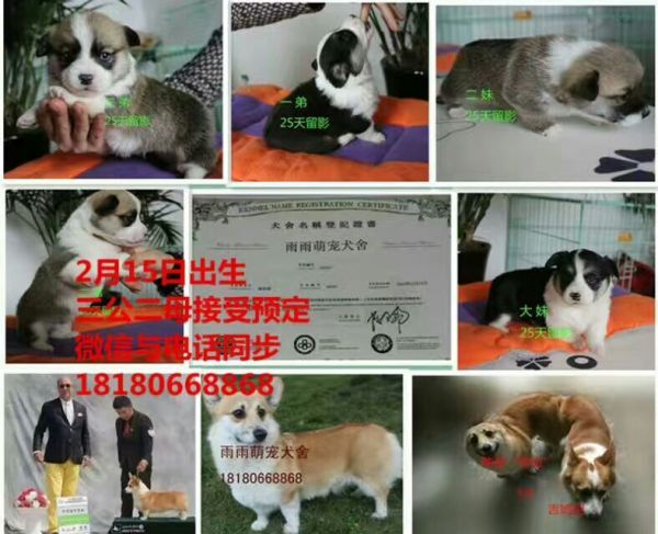 满月柯基犬出售