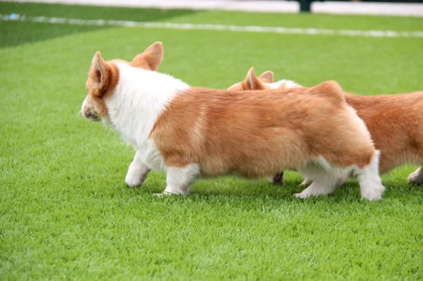IMG_0785_副本.jpg