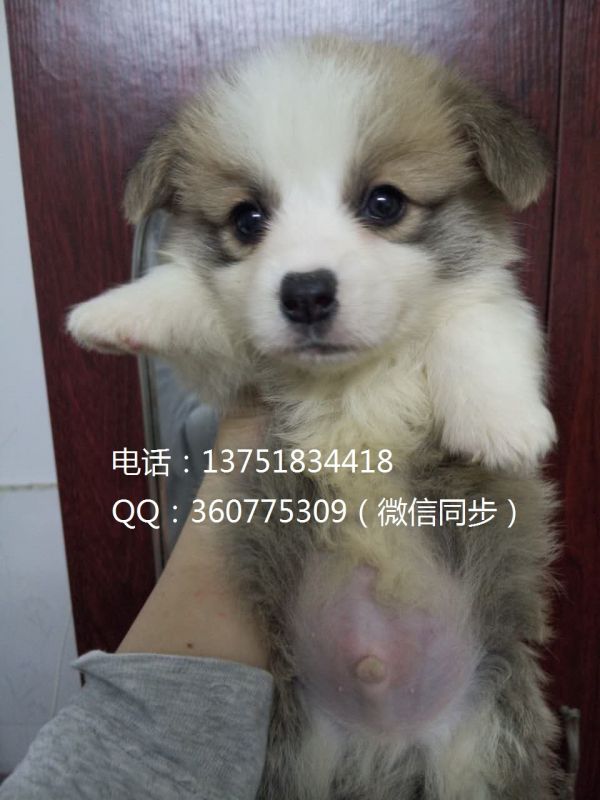 小公