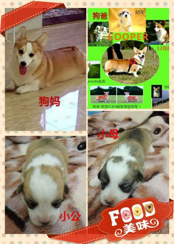 小狗的父母.jpg