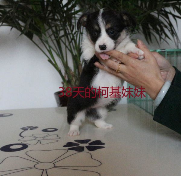 38天的柯基妹妹.jpg