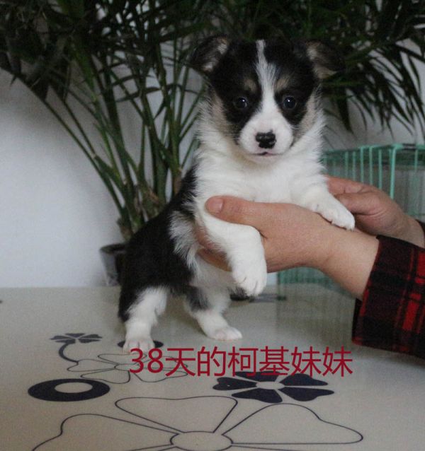 三色柯基犬出售