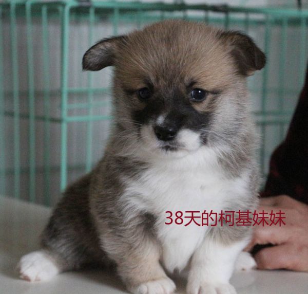 38天的柯基妹妹2.jpg