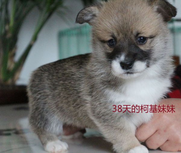 双色母柯基幼犬