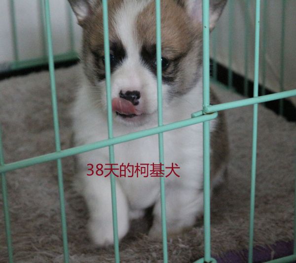38天的柯基犬.jpg