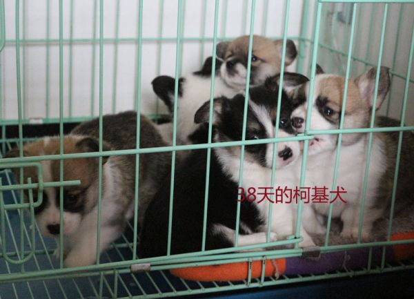 38天的柯基犬1.jpg