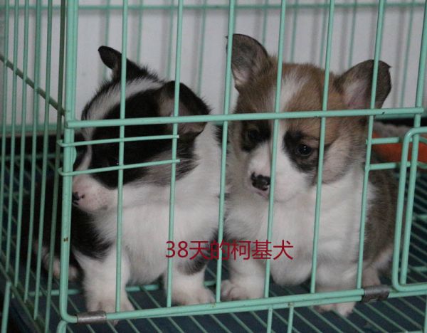 38天的柯基犬2.jpg