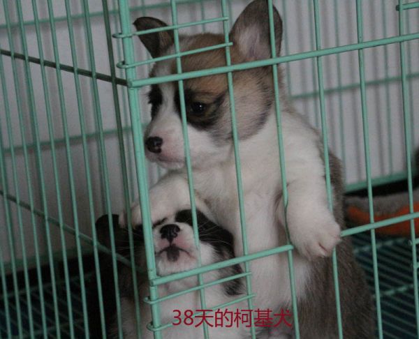 38天的柯基犬3.jpg