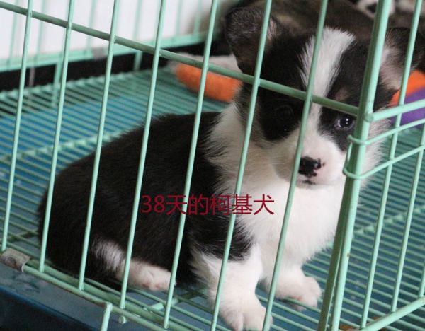 38天的柯基犬4.jpg