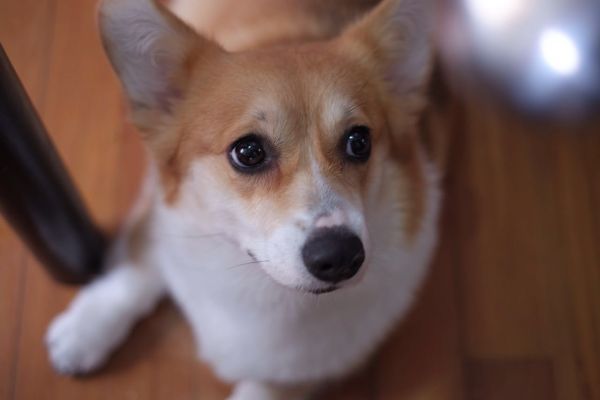 狗妈妈赛君