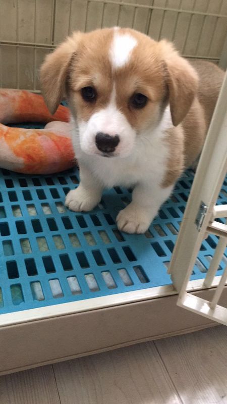 女宝（已售江苏宿迁）