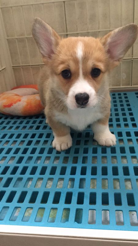 女宝（已售上海）