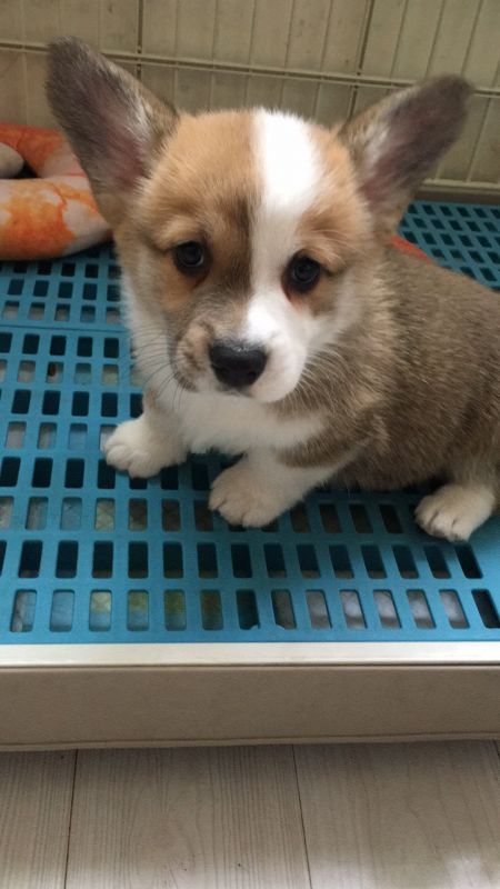 男宝（已售上海）