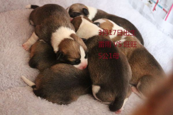 柯基犬小旺旺2.jpg