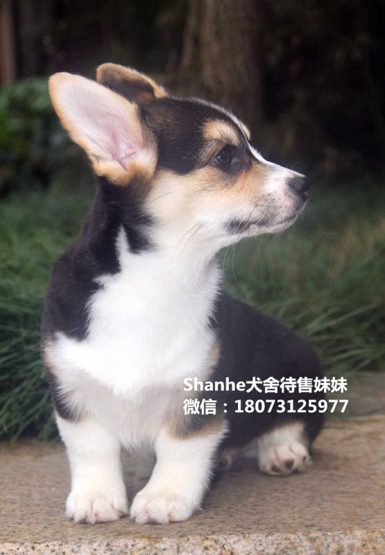 微信图片_20170330085841_副本.jpg