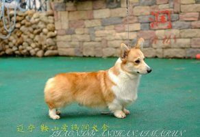 爸爸