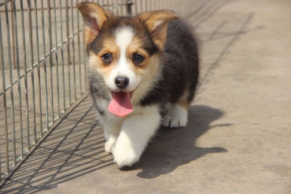妹妹