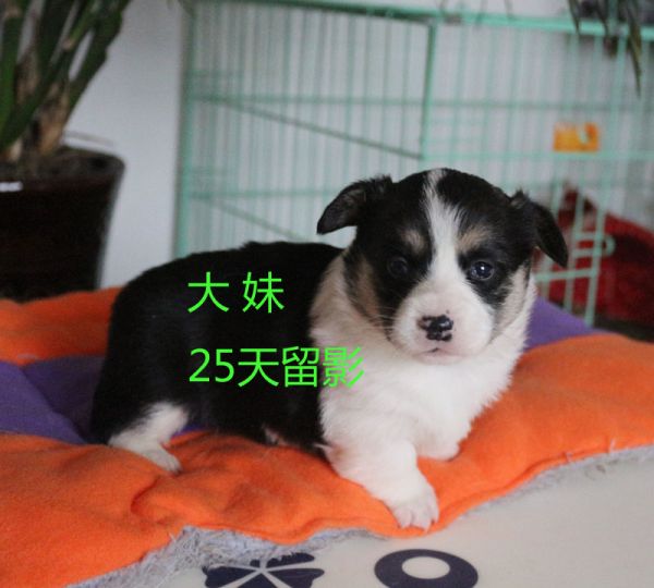 25柯基犬 大2.jpg