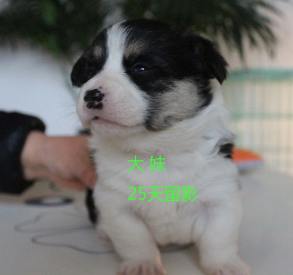 25柯基犬 大妹.jpg