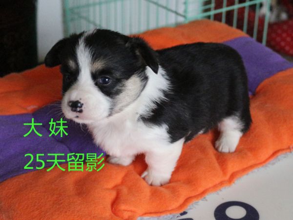 25柯基犬 大妹5.jpg