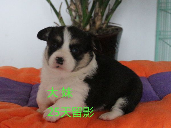 25柯基犬 大妹6.jpg