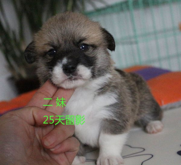 25天柯基犬 二妹.jpg
