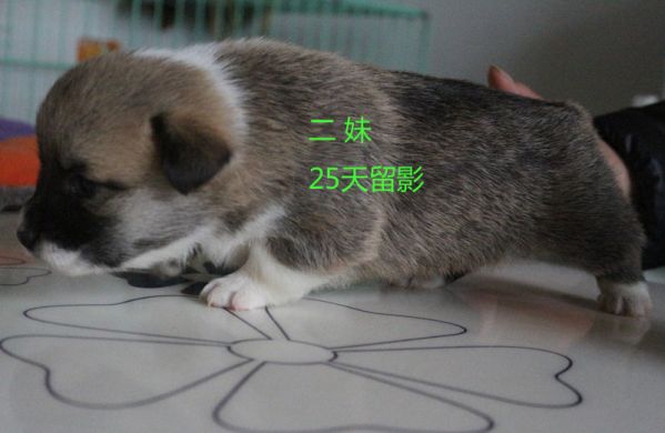 25天柯基犬 二妹1.jpg