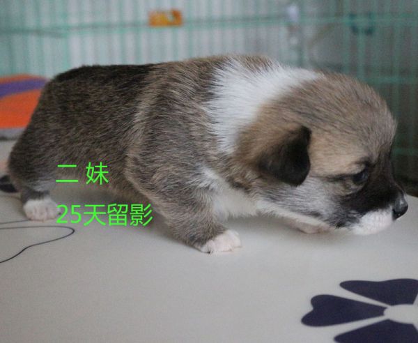 25天柯基犬 二妹2.jpg