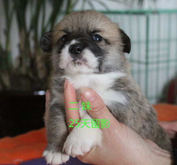 25天柯基犬 二妹3.jpg