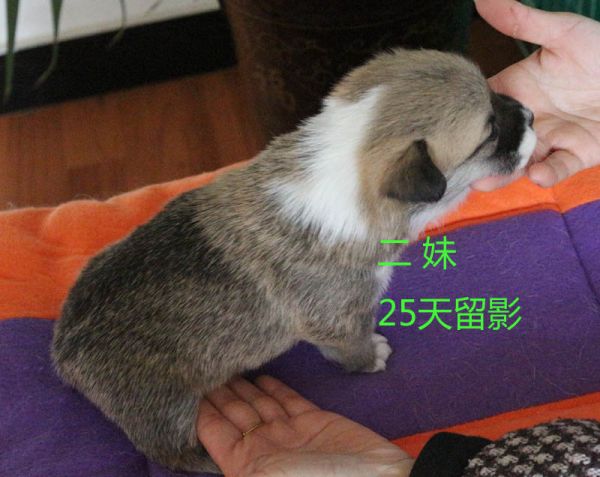 25天柯基犬 二妹4.jpg