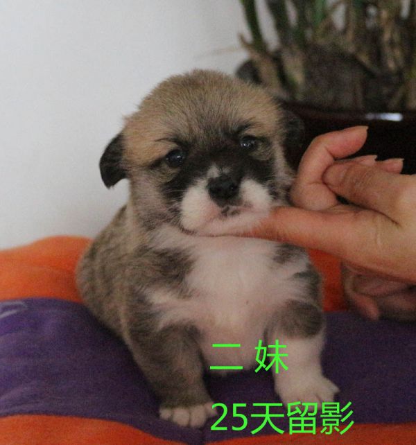 25天柯基犬 二妹5.jpg
