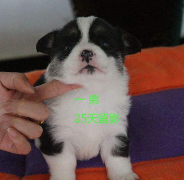 25天柯基犬 一弟.jpg