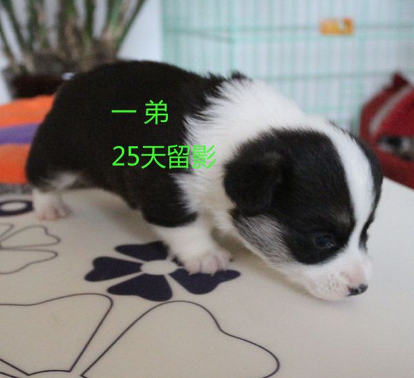 25天柯基犬 一弟1.jpg