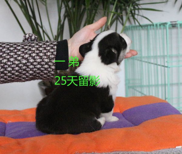 25天柯基犬 一弟2.jpg