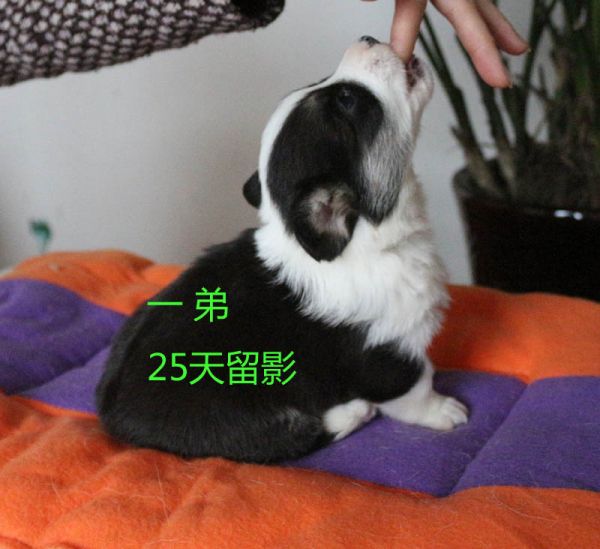 25天柯基犬 一弟3.jpg