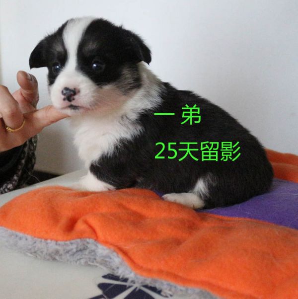 25天柯基犬 一弟4.jpg