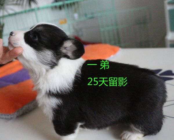 25天柯基犬 一弟5.jpg
