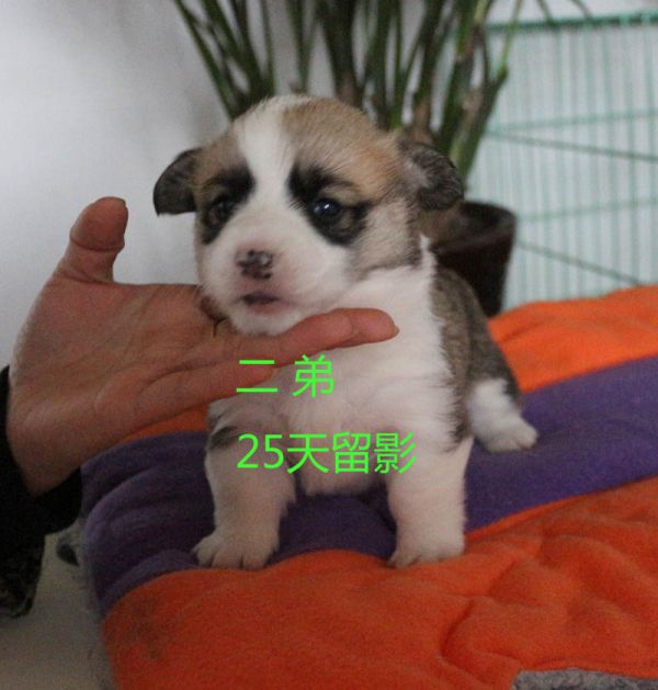 25天柯基犬 二弟.jpg