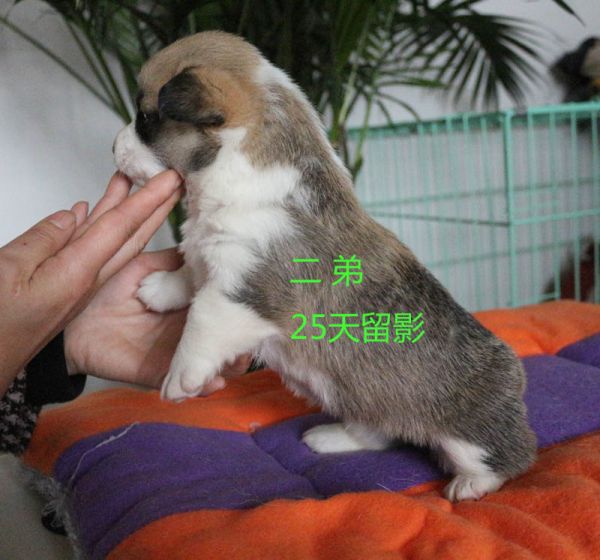 25天柯基犬 二弟1.jpg