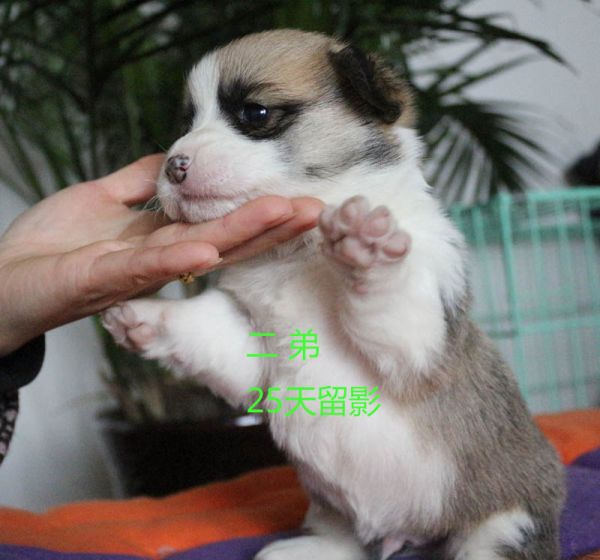 25天柯基犬 二弟2.jpg