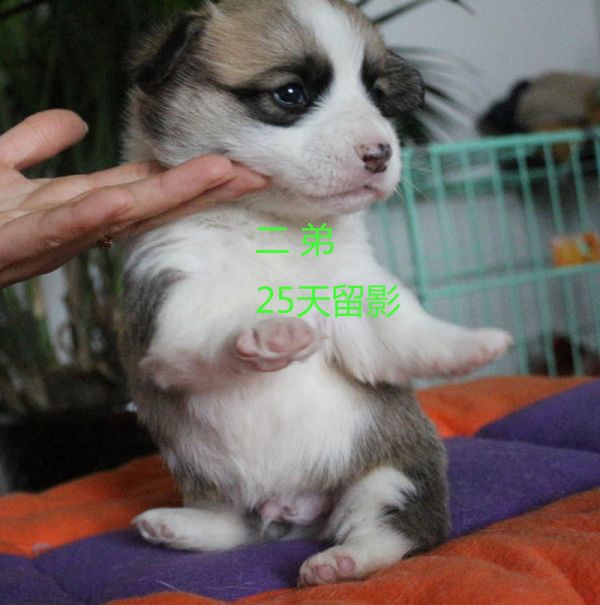 25天柯基犬 二弟3.jpg