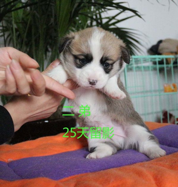25天柯基犬 二弟4.jpg