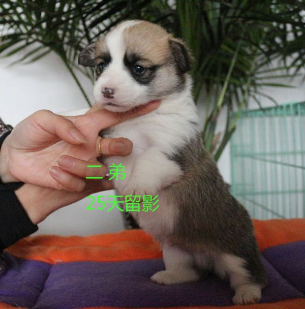 25天柯基犬 二弟5.jpg