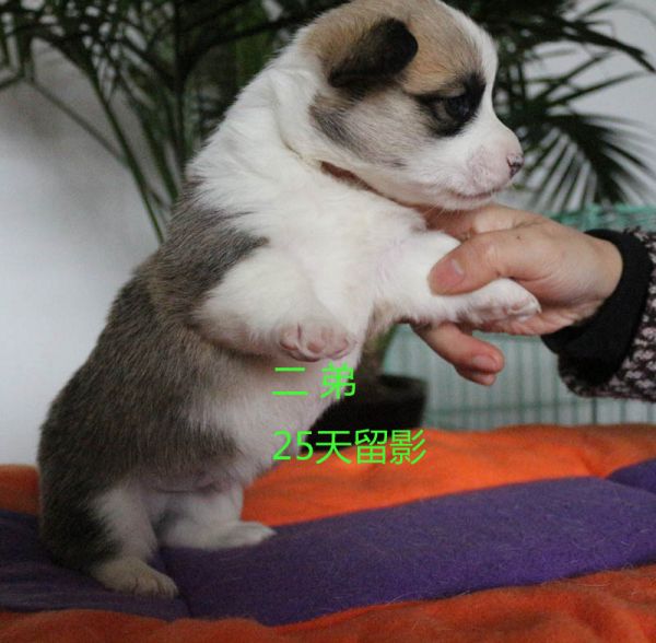25天柯基犬 二弟6.jpg