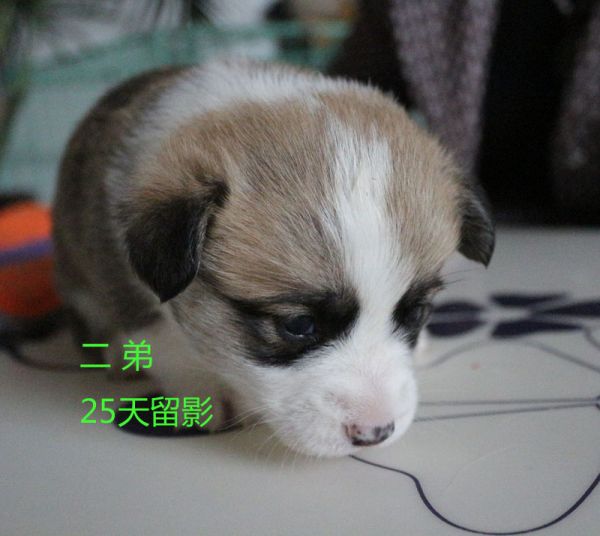 25天柯基犬 二弟7.jpg